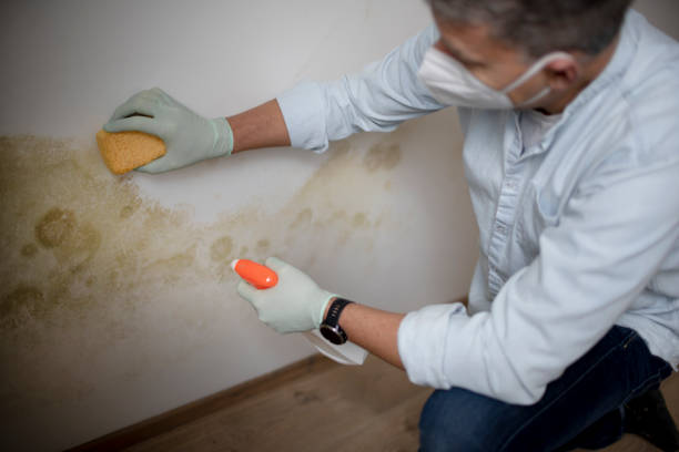 Best Certified Mold Removal  in Lapwai, ID