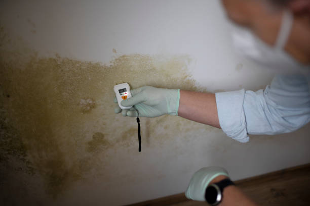 Best Local Mold Removal Service  in Lapwai, ID