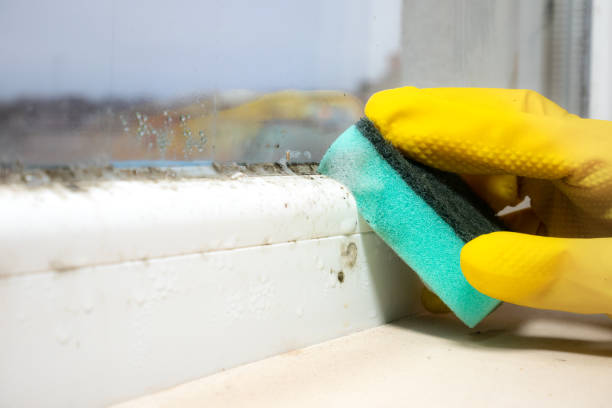 Mold Testing and Removal in Lapwai, ID