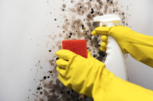 Best Mold Cleaning Services  in Lapwai, ID