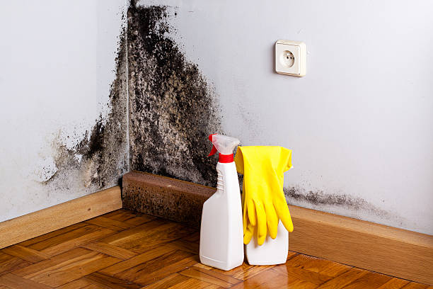 Best Commercial Mold Removal  in Lapwai, ID